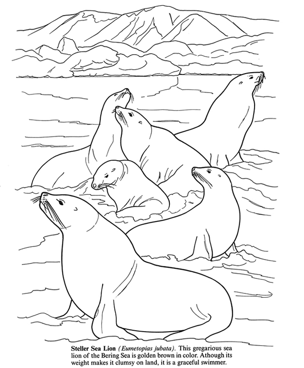california sea lion coloring pages - photo #39