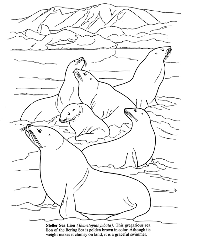 ocean seals coloring pages - photo #15