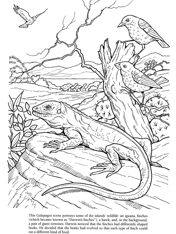 galapagos animals coloring pages - photo #3