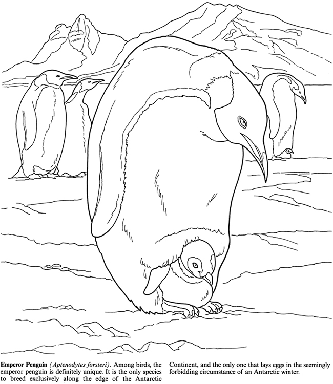 Effortfulg Antarctic Animals Coloring Pages
