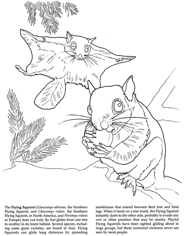 gliding draco lizard coloring pages