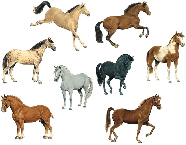 to Dover Publications